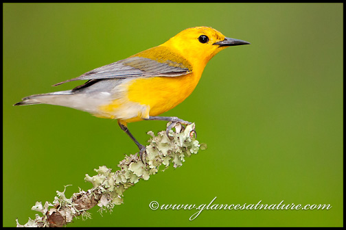 Prothonotary Warbler